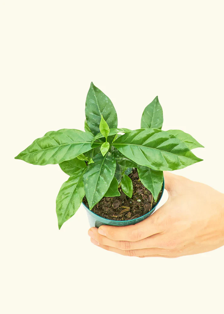 Coffee Plant, Small - Image 3