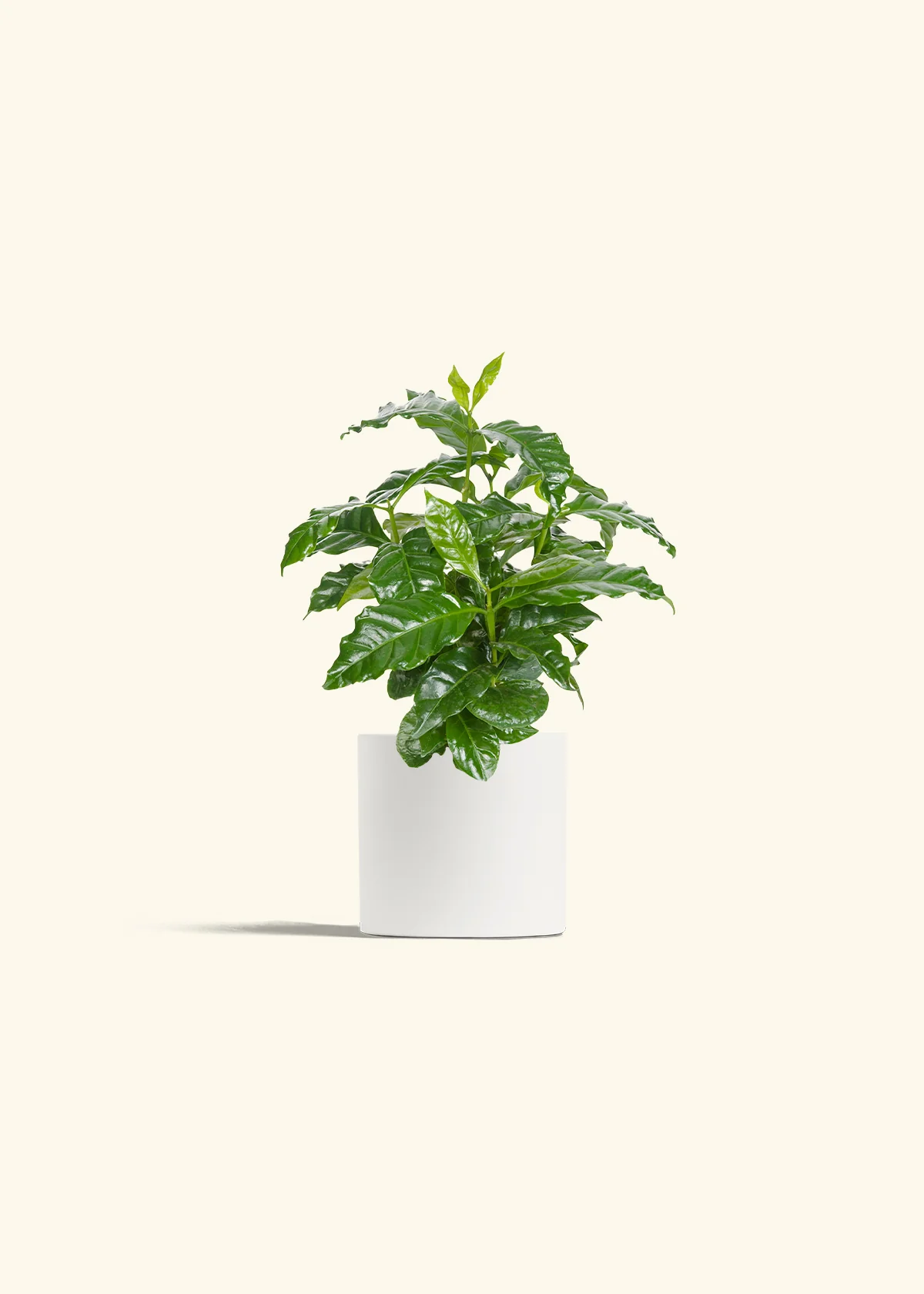 Coffee Plant, Small - Image 4