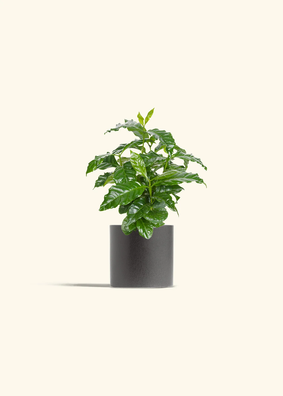 Coffee Plant, Small - Image 5