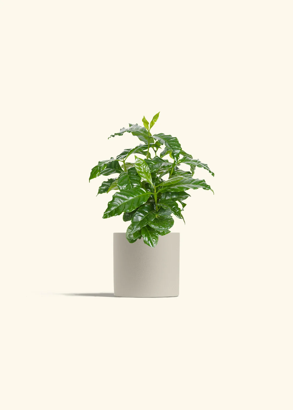 Coffee Plant, Small - Image 7