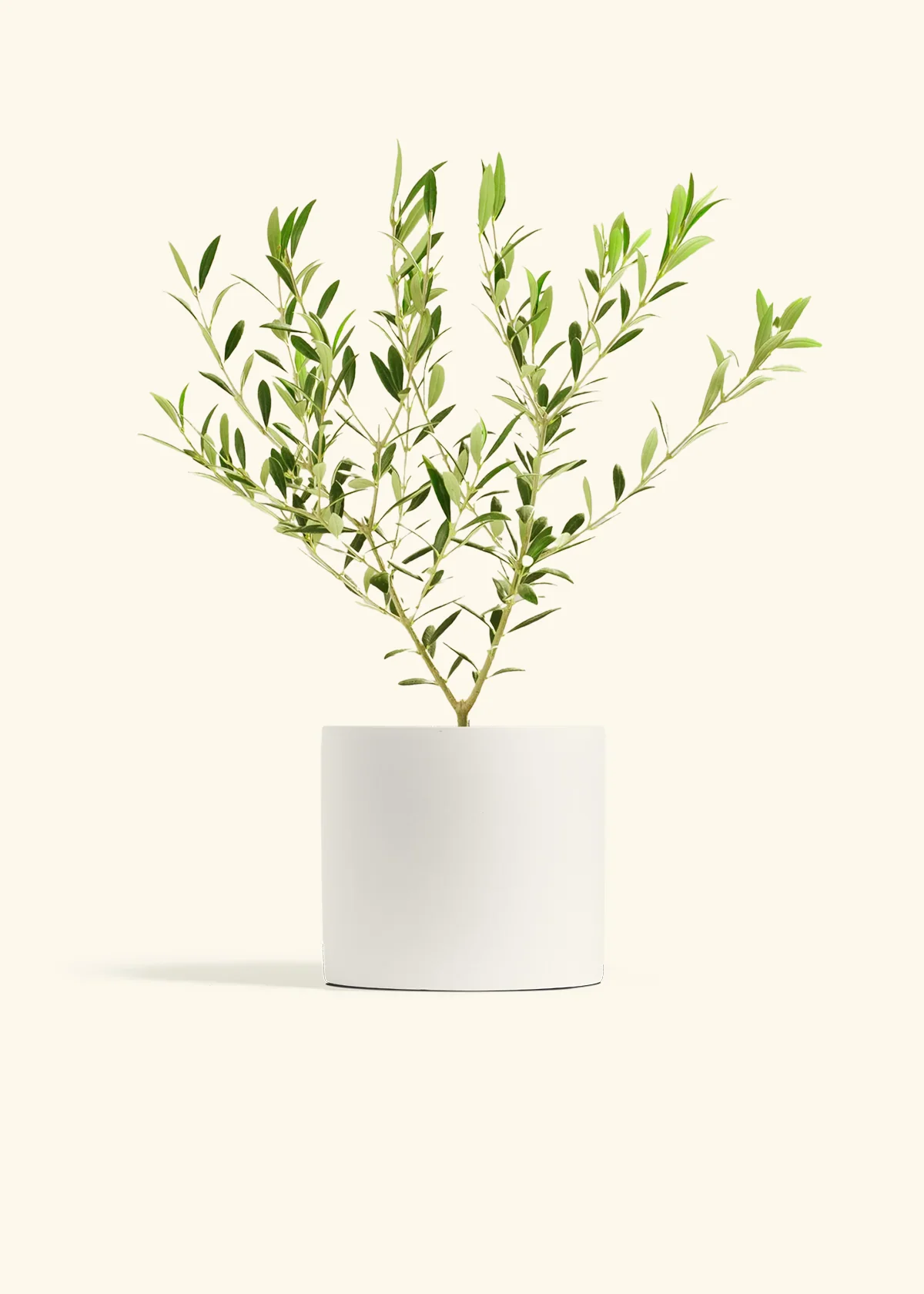 Indoor Olive Tree, Medium - Image 3