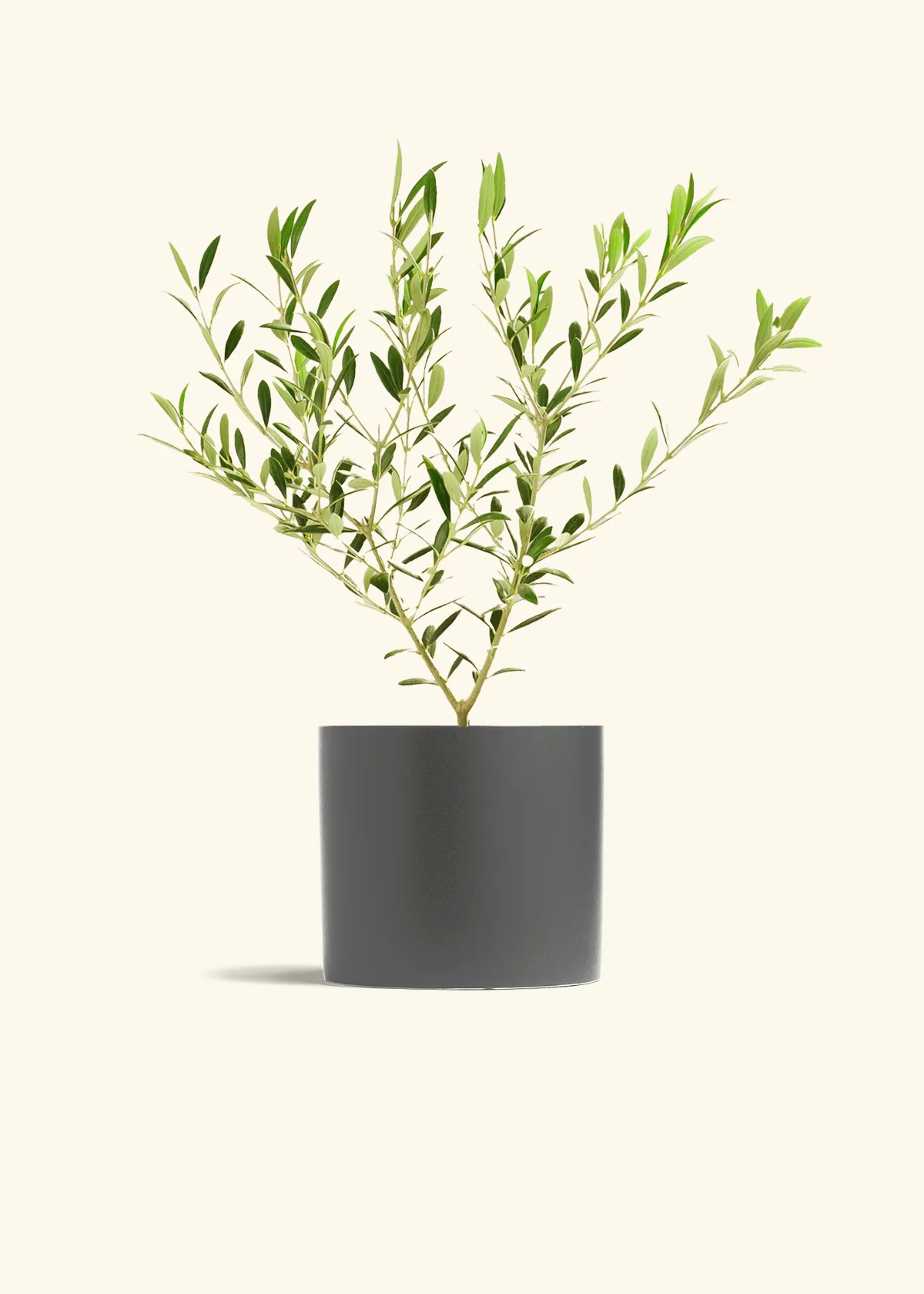 Indoor Olive Tree, Medium - Image 5