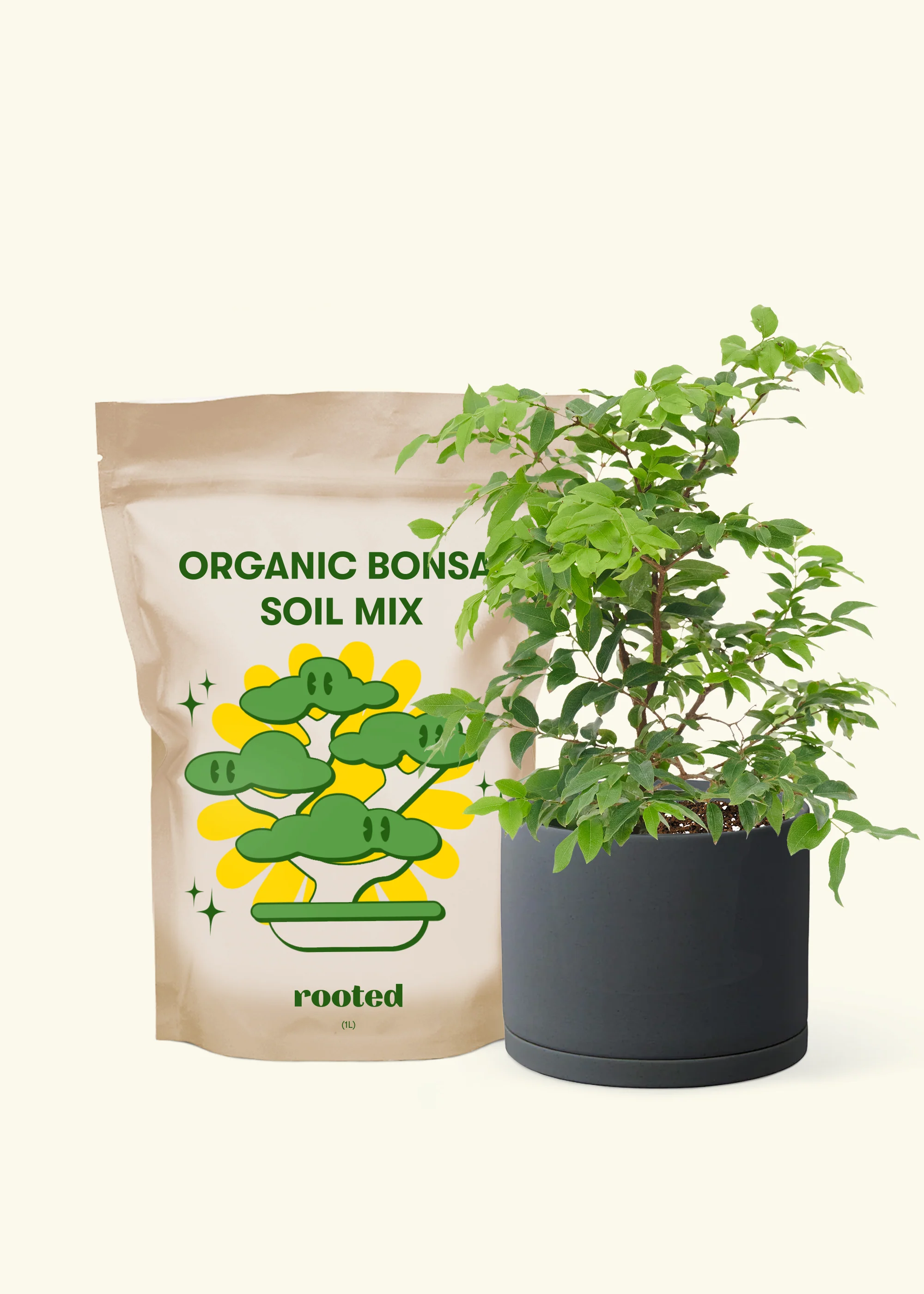 Jaboticaba sabara, Small - Image 3