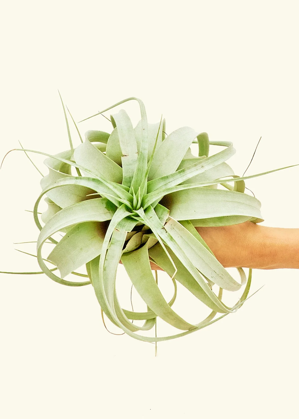 King of Air Plants, Extra Large - Image 3
