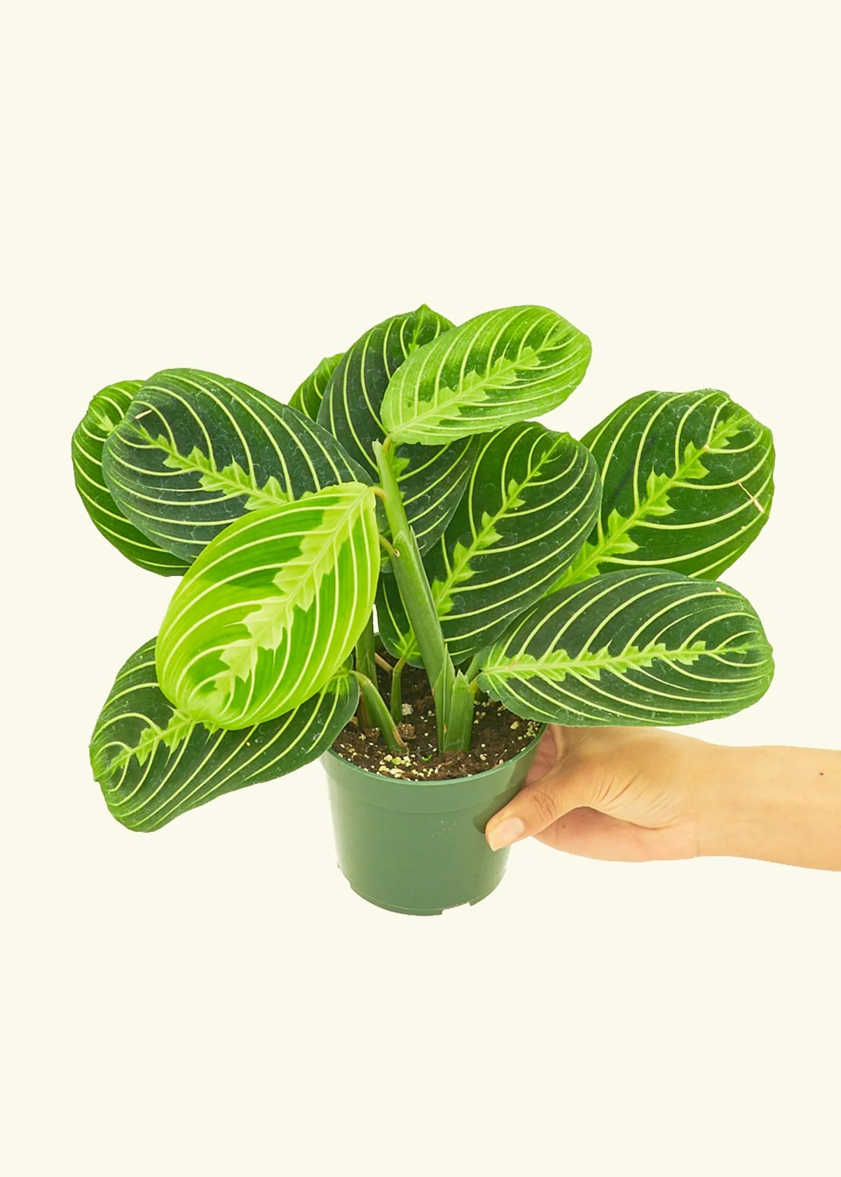 Lemon Lime Prayer Plant, Small - Image 3