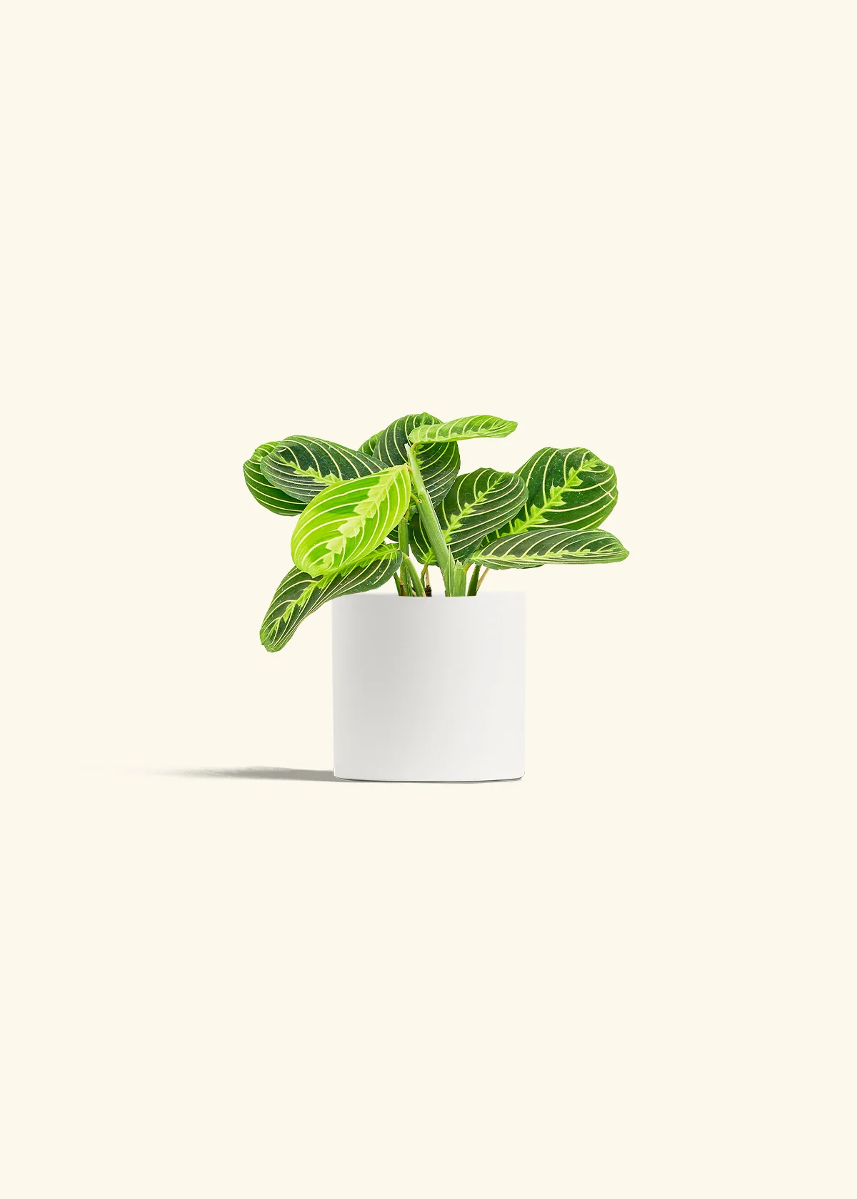 Lemon Lime Prayer Plant, Small - Image 4