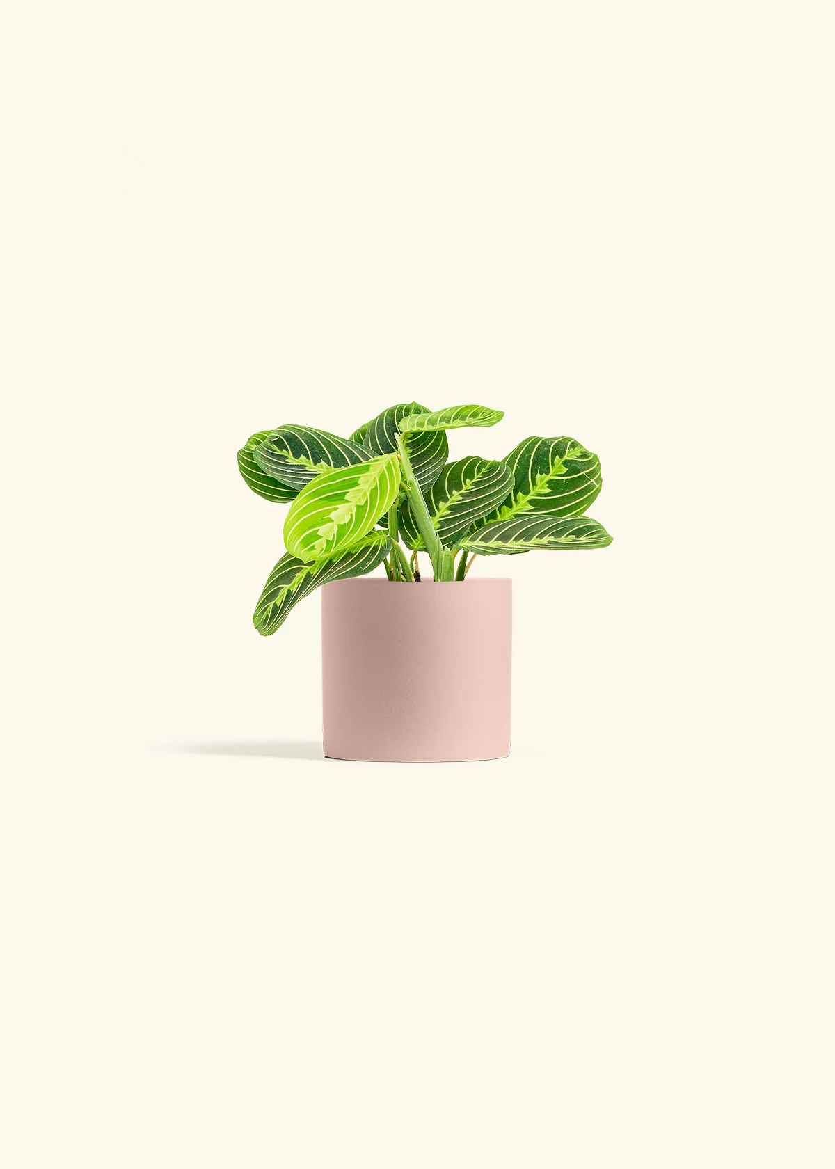Lemon Lime Prayer Plant, Small - Image 5