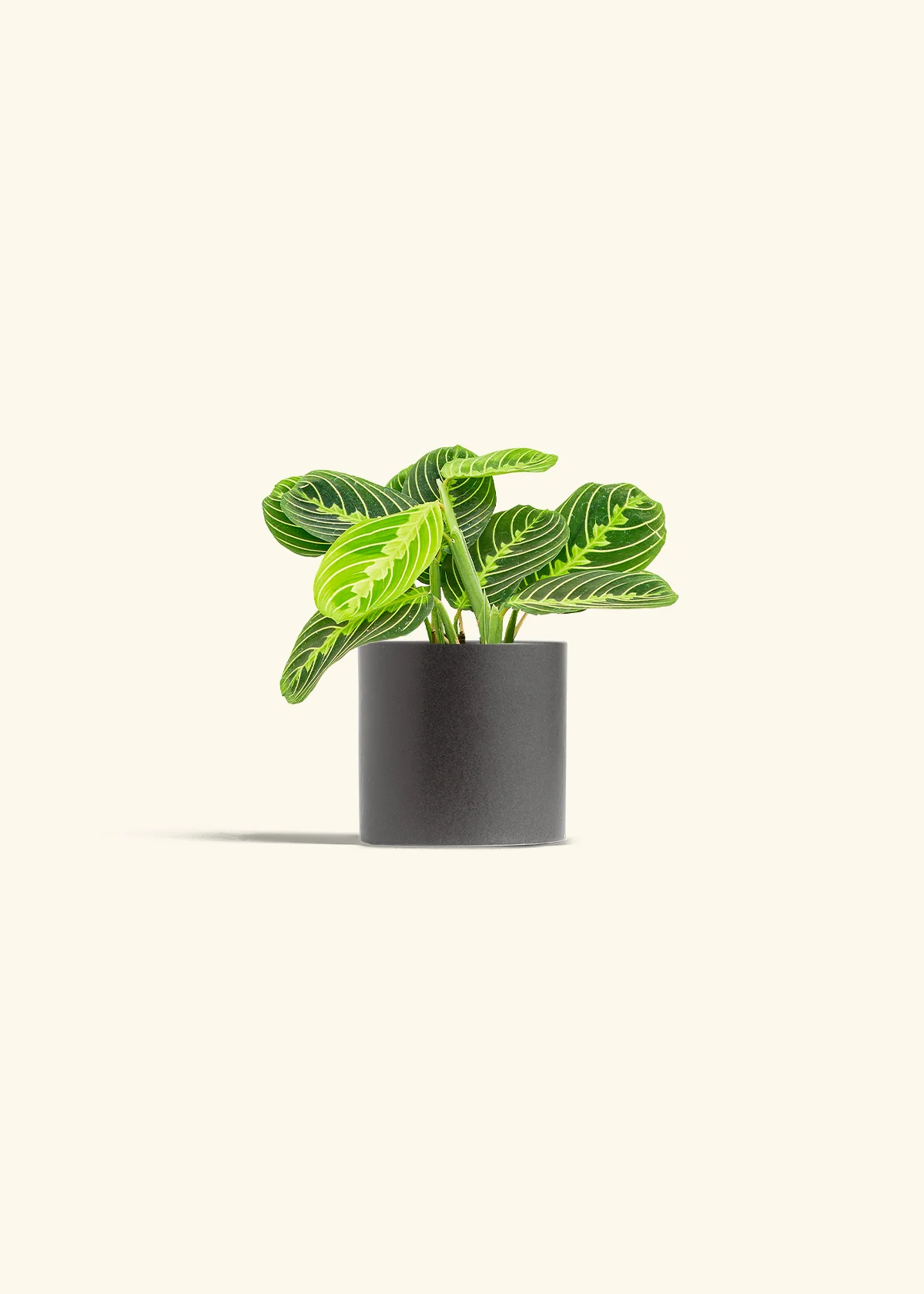 Lemon Lime Prayer Plant, Small - Image 6