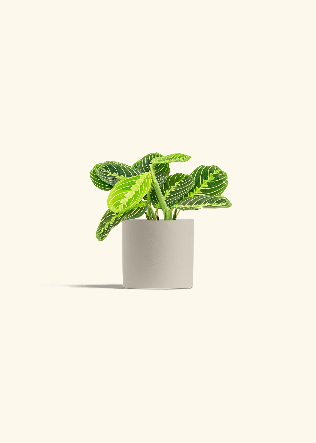 Lemon Lime Prayer Plant, Small - Image 7