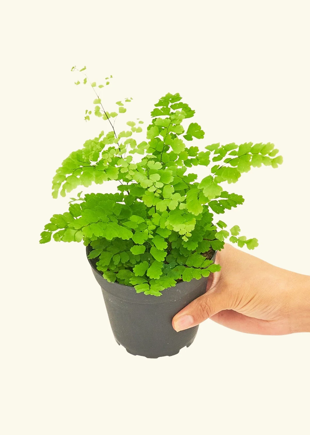 Maidenhair Fern, Small - Image 3
