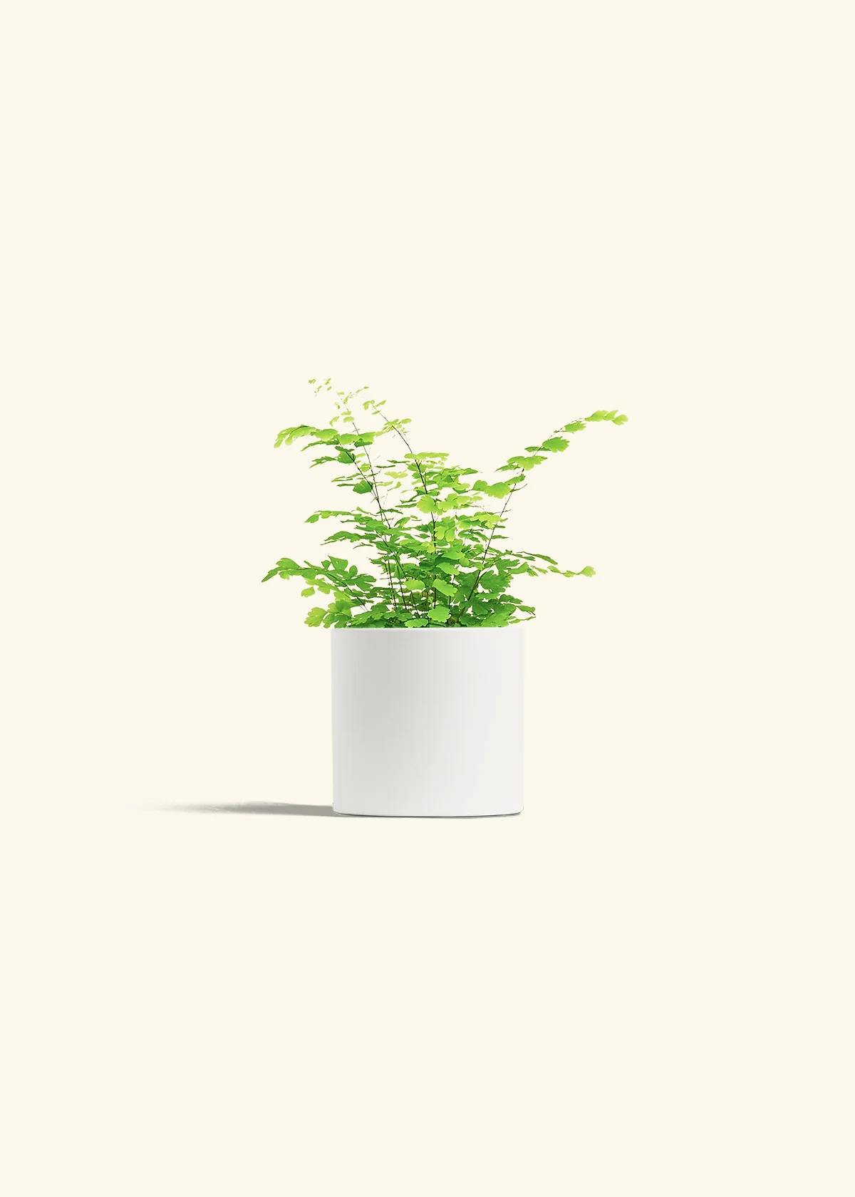 Maidenhair Fern, Small - Image 4