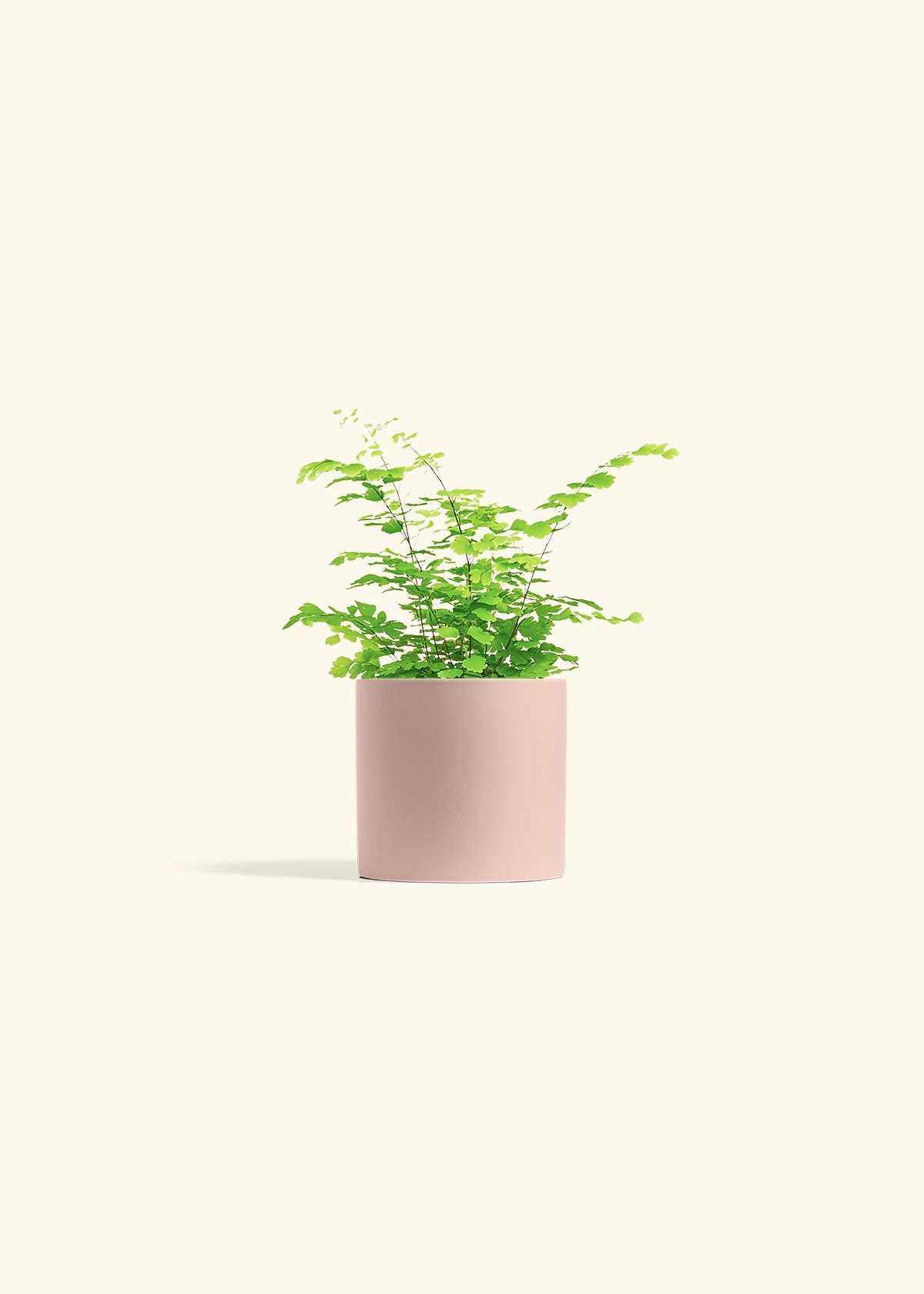 Maidenhair Fern, Small - Image 5