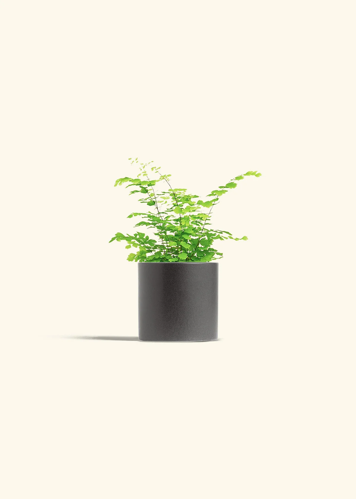 Maidenhair Fern, Small - Image 6