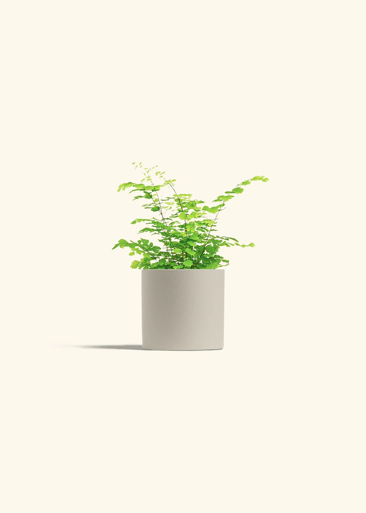 Maidenhair Fern, Small - Image 7