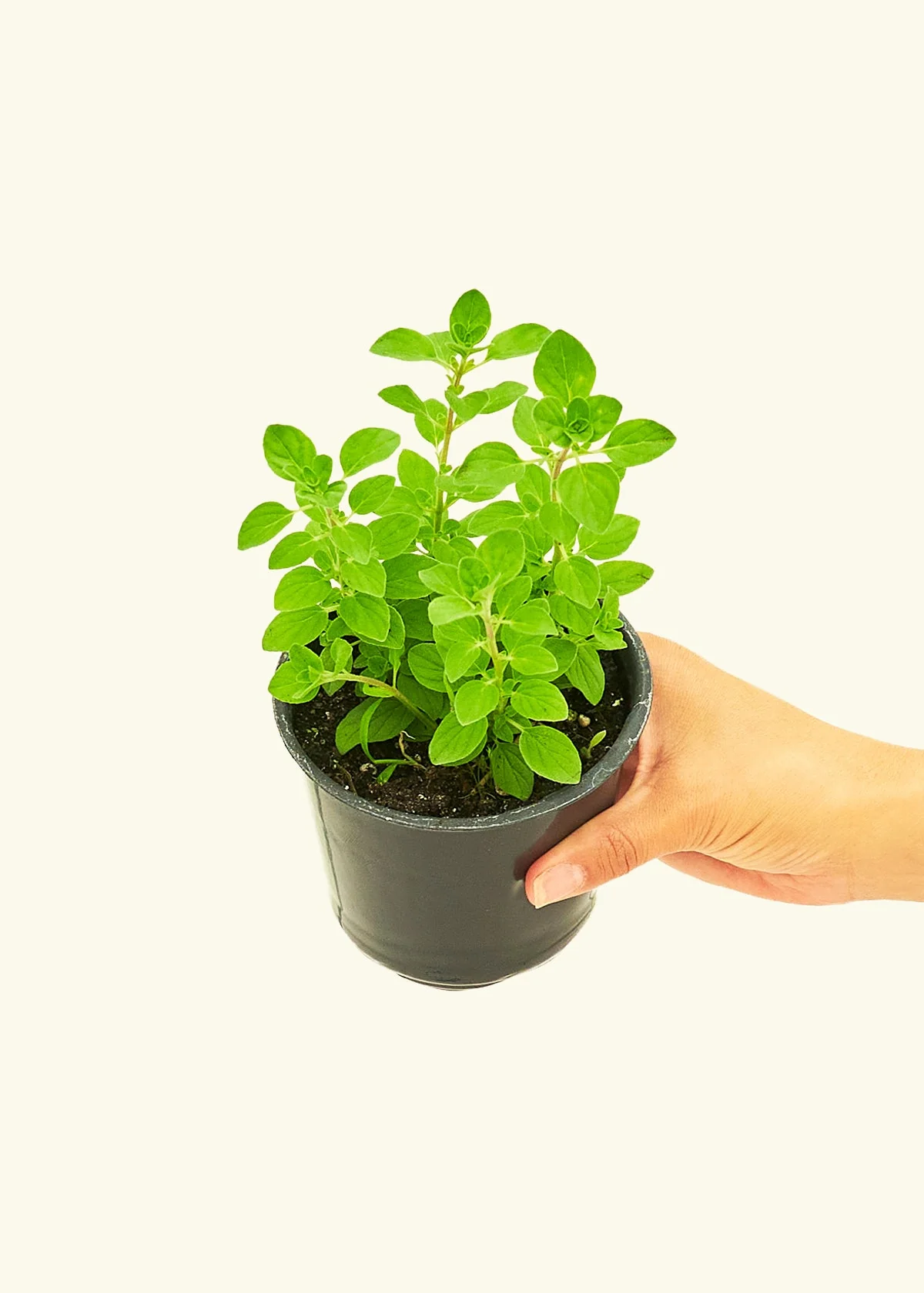 Oregano, Small - Image 3