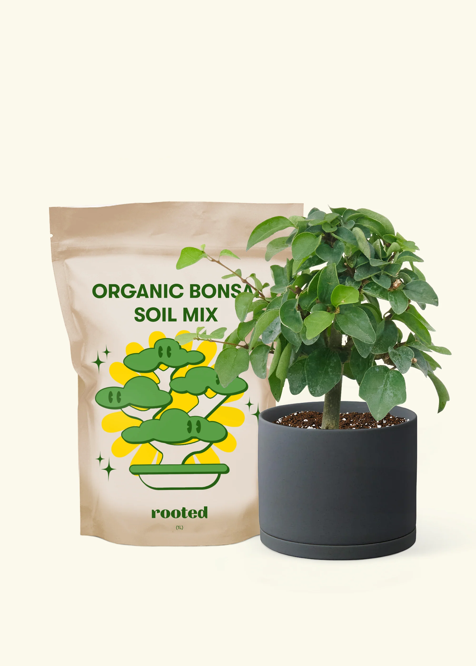 Parrot's Beak, Small - Image 3