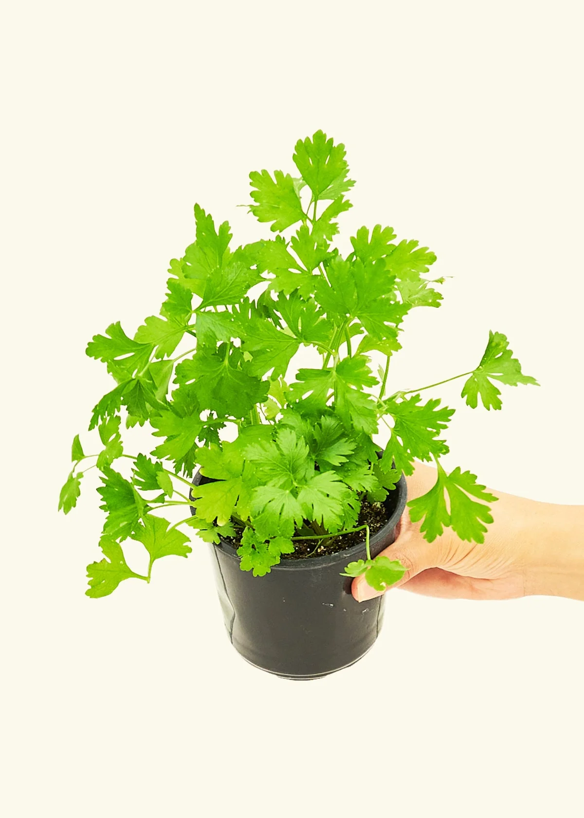 Parsley, Small - Image 3