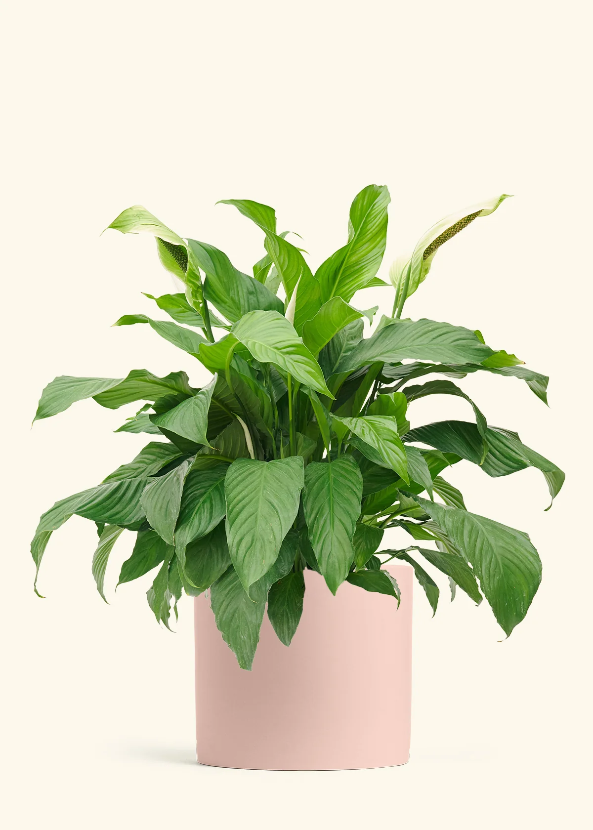 Peace Lily, XL - Image 3