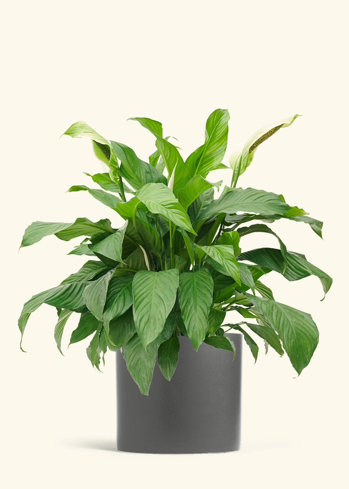 Peace Lily, XL - Image 4