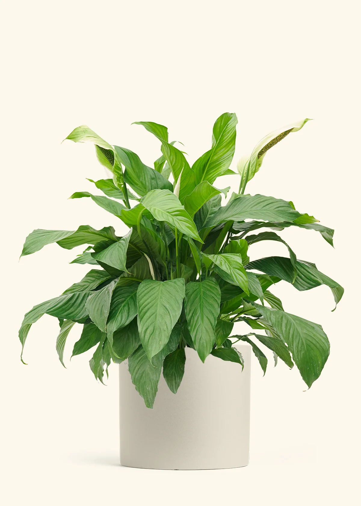 Peace Lily, XL - Image 5