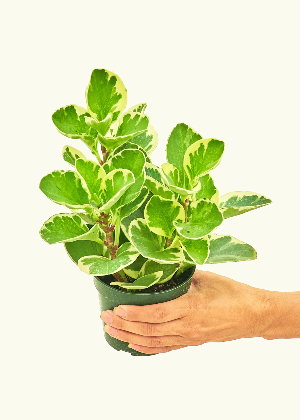 Variegated Baby Rubber Plant, Small - Image 3
