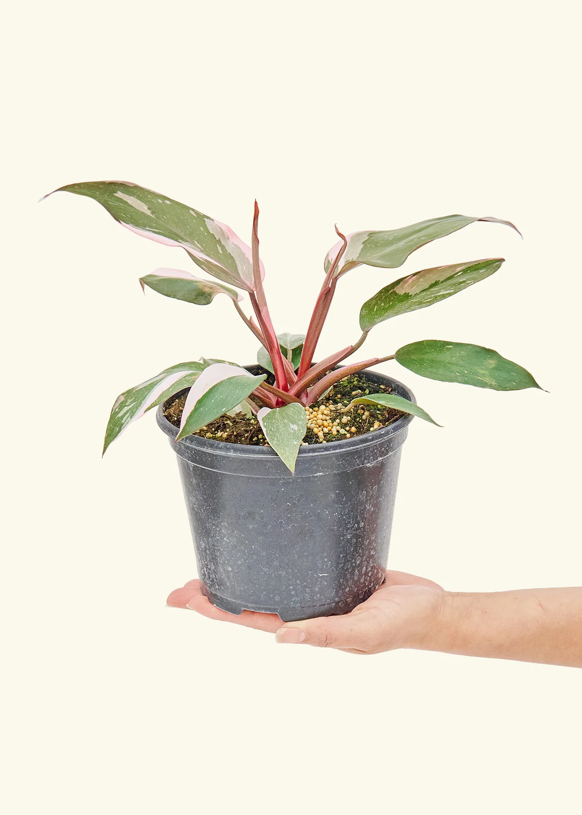 Philodendron 'Pink Princess', Medium - Image 3