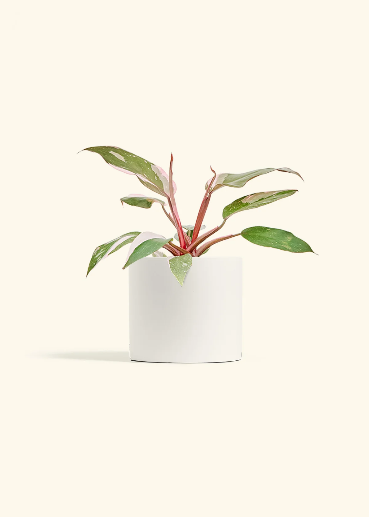 Philodendron 'Pink Princess', Medium - Image 4