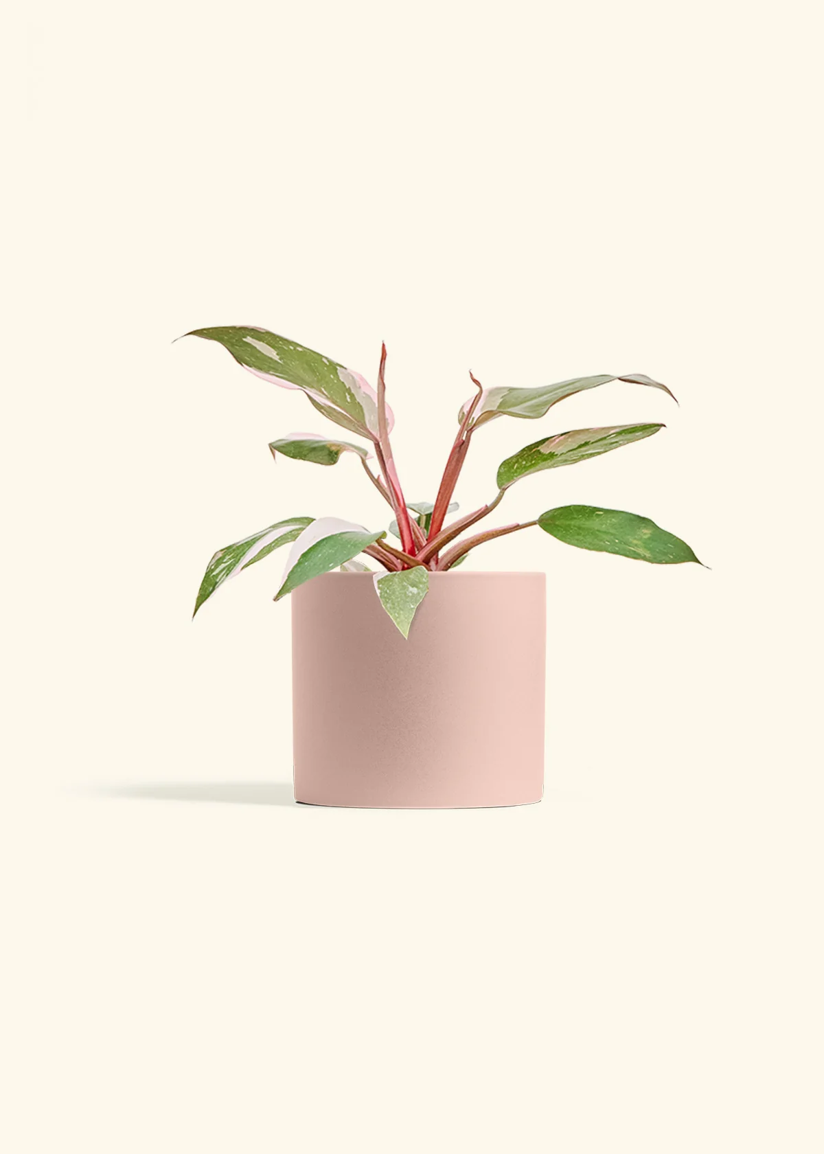Philodendron 'Pink Princess', Medium - Image 5