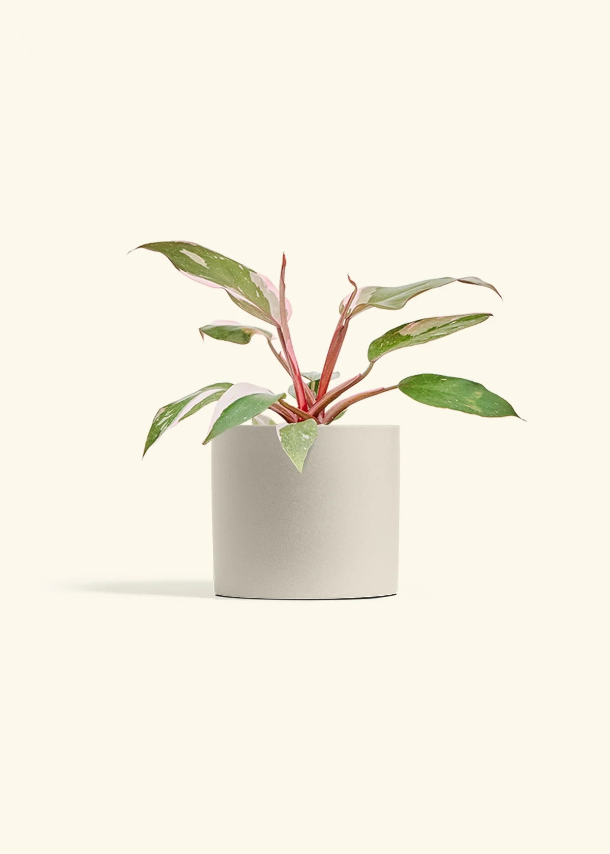 Philodendron 'Pink Princess', Medium - Image 7