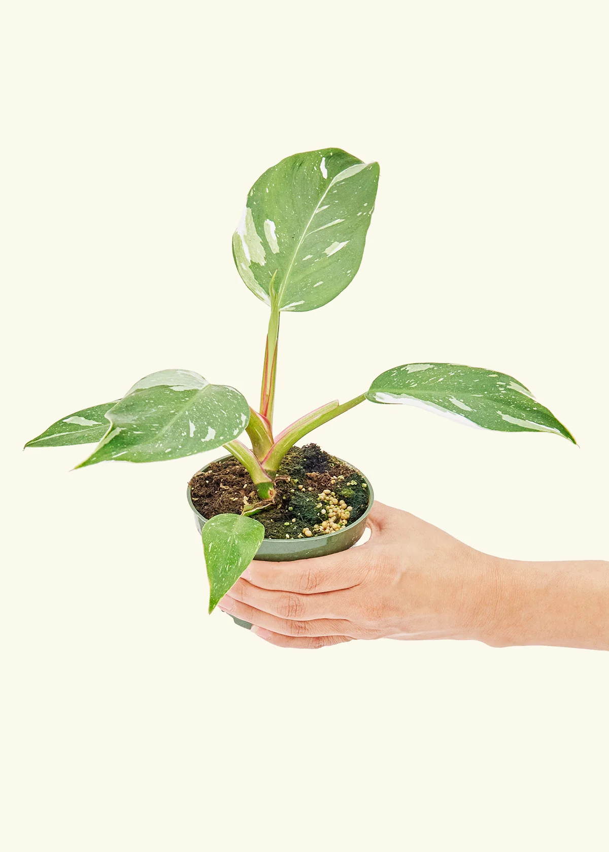 Philodendron 'White Princess', Small - Image 3
