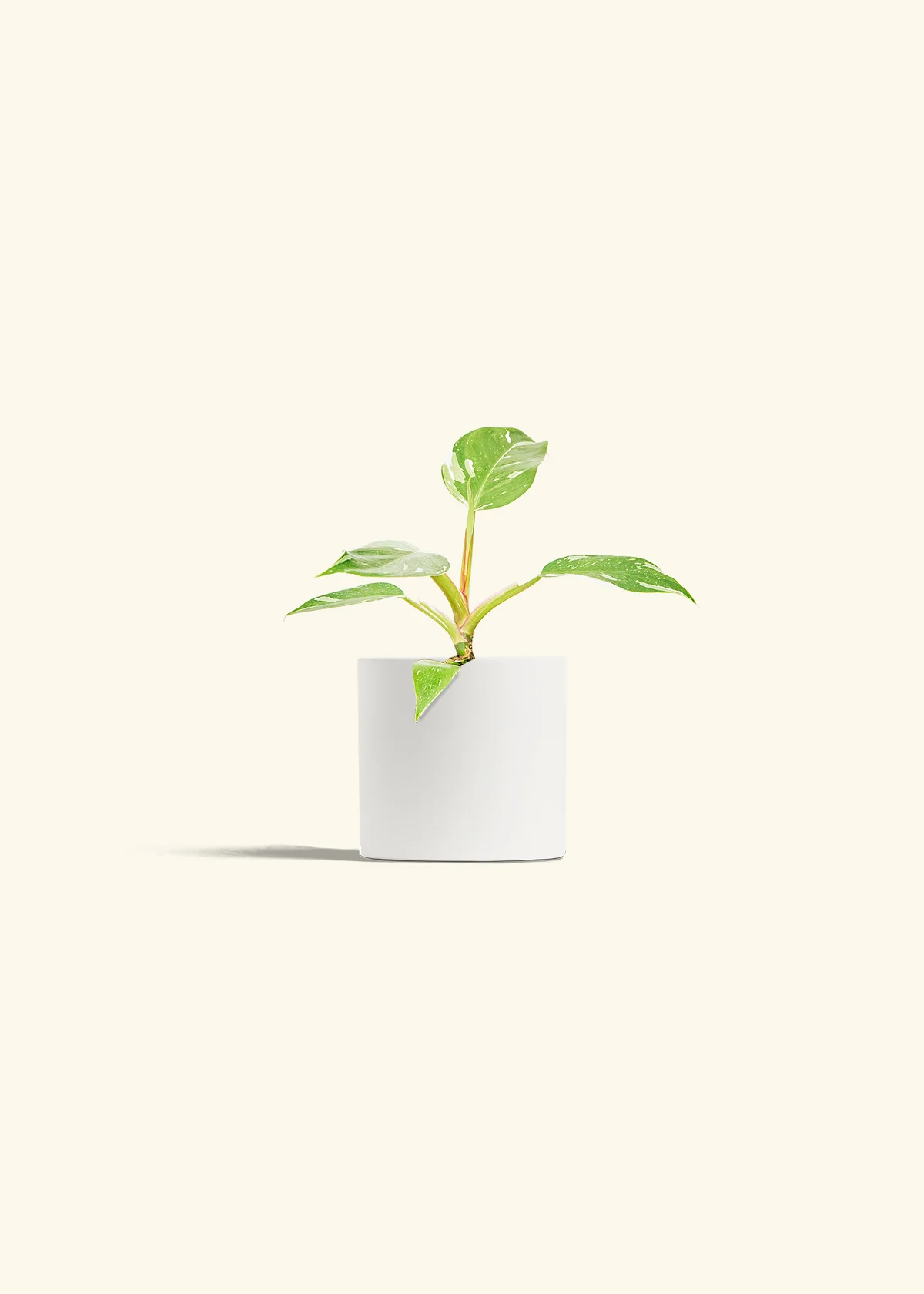 Philodendron 'White Princess', Small - Image 4
