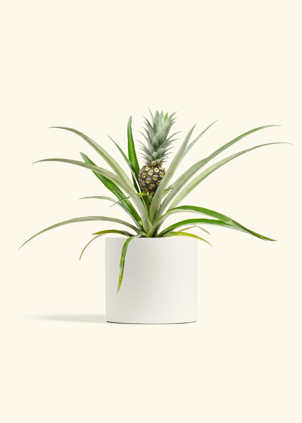 Pineapple Plant, Medium - Image 3