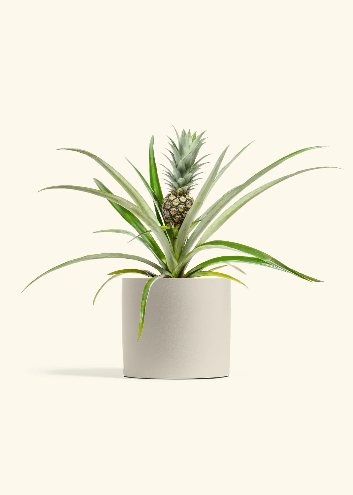 Pineapple Plant, Medium - Image 5