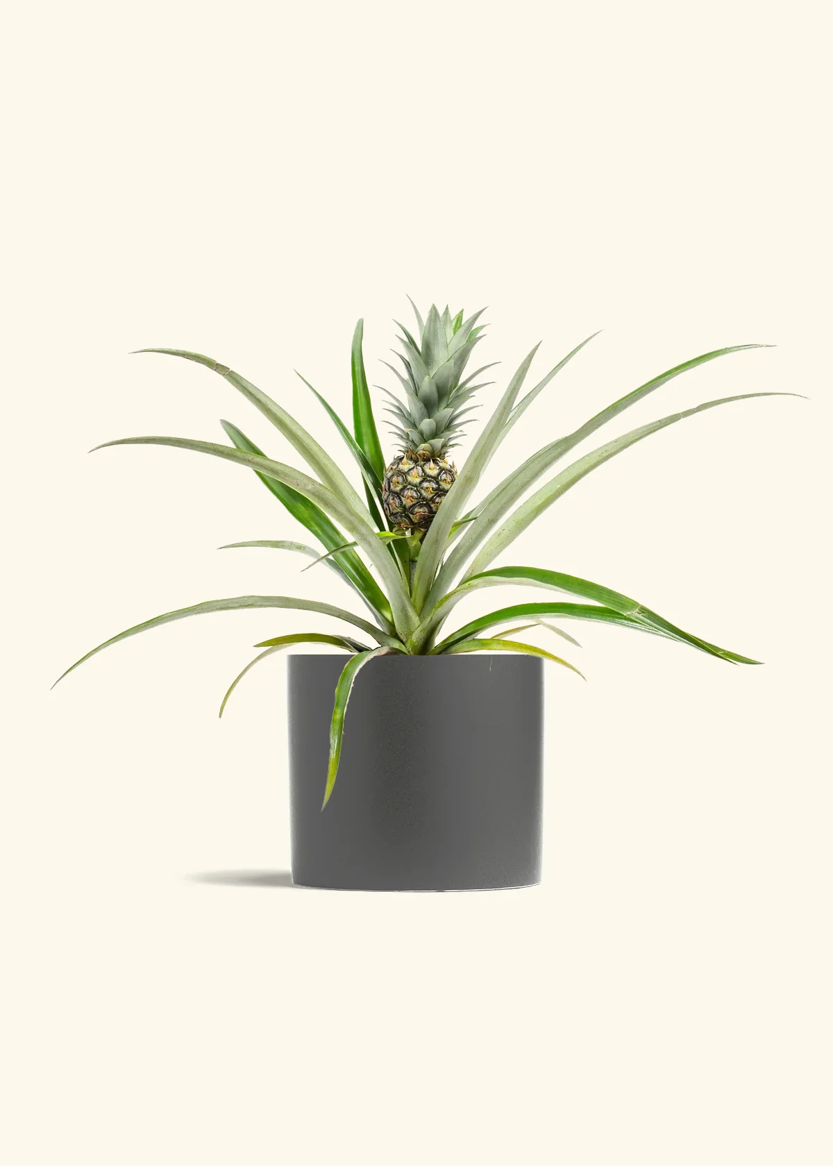 Pineapple Plant, Medium - Image 6