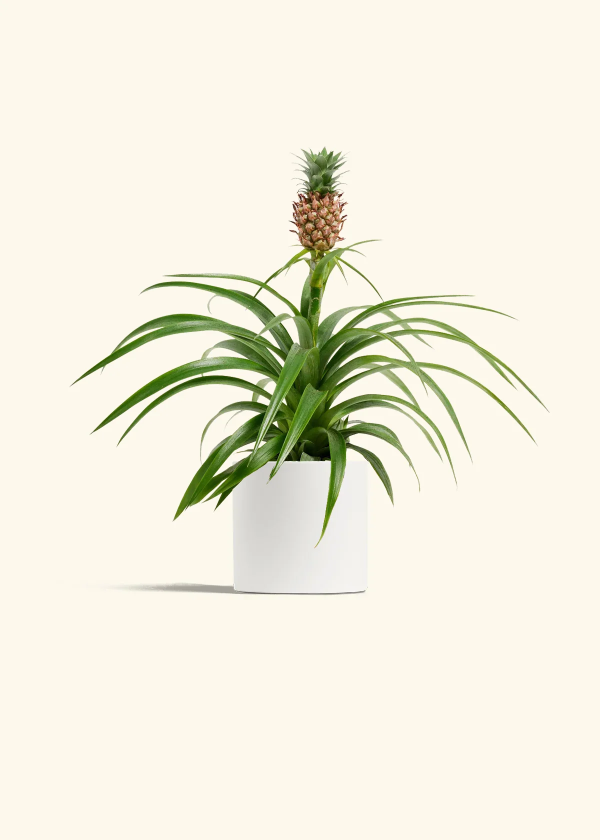 Pineapple Plant, Small - Image 3