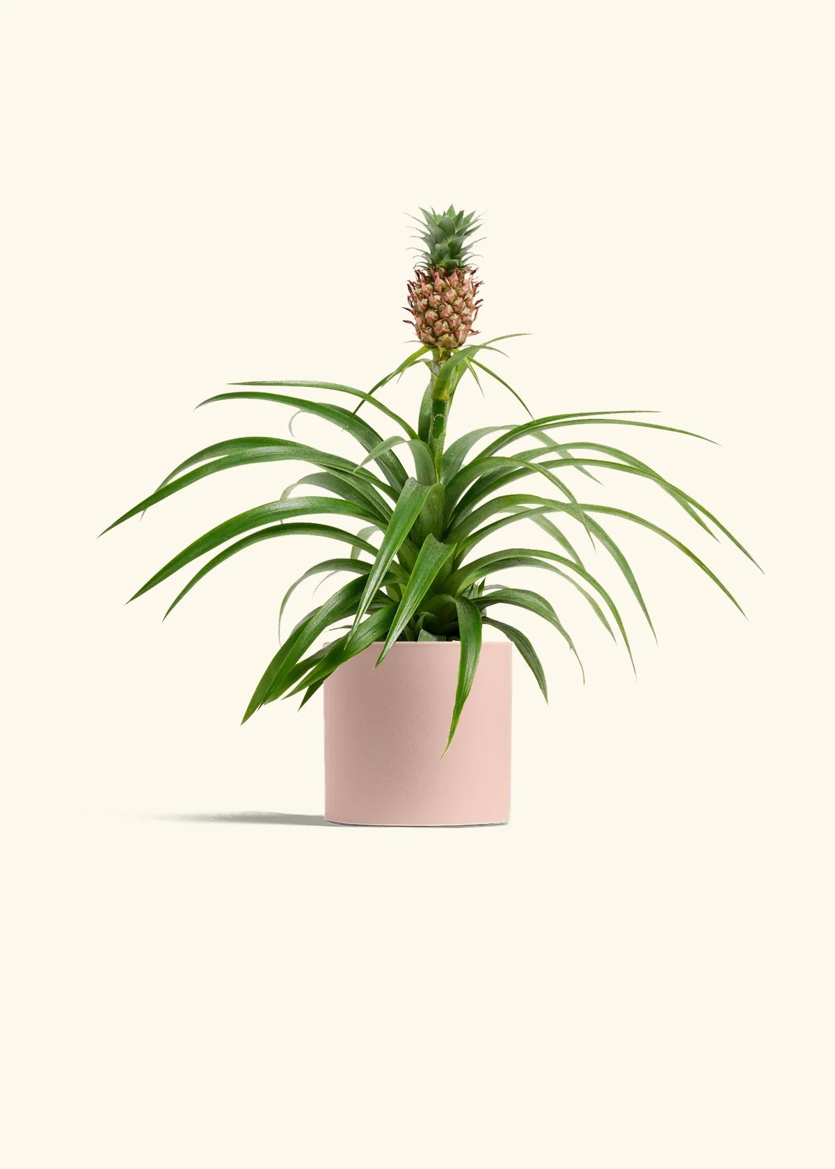 Pineapple Plant, Small - Image 4