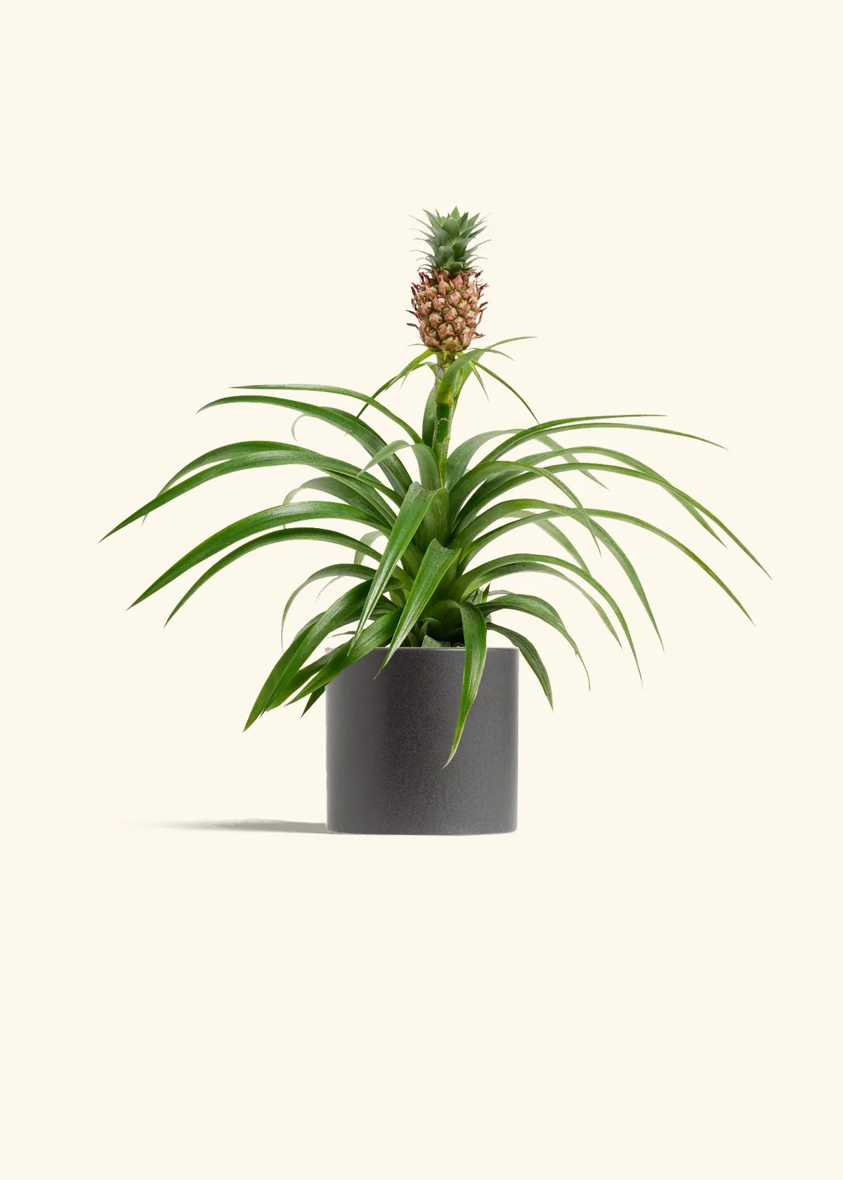 Pineapple Plant, Small - Image 5