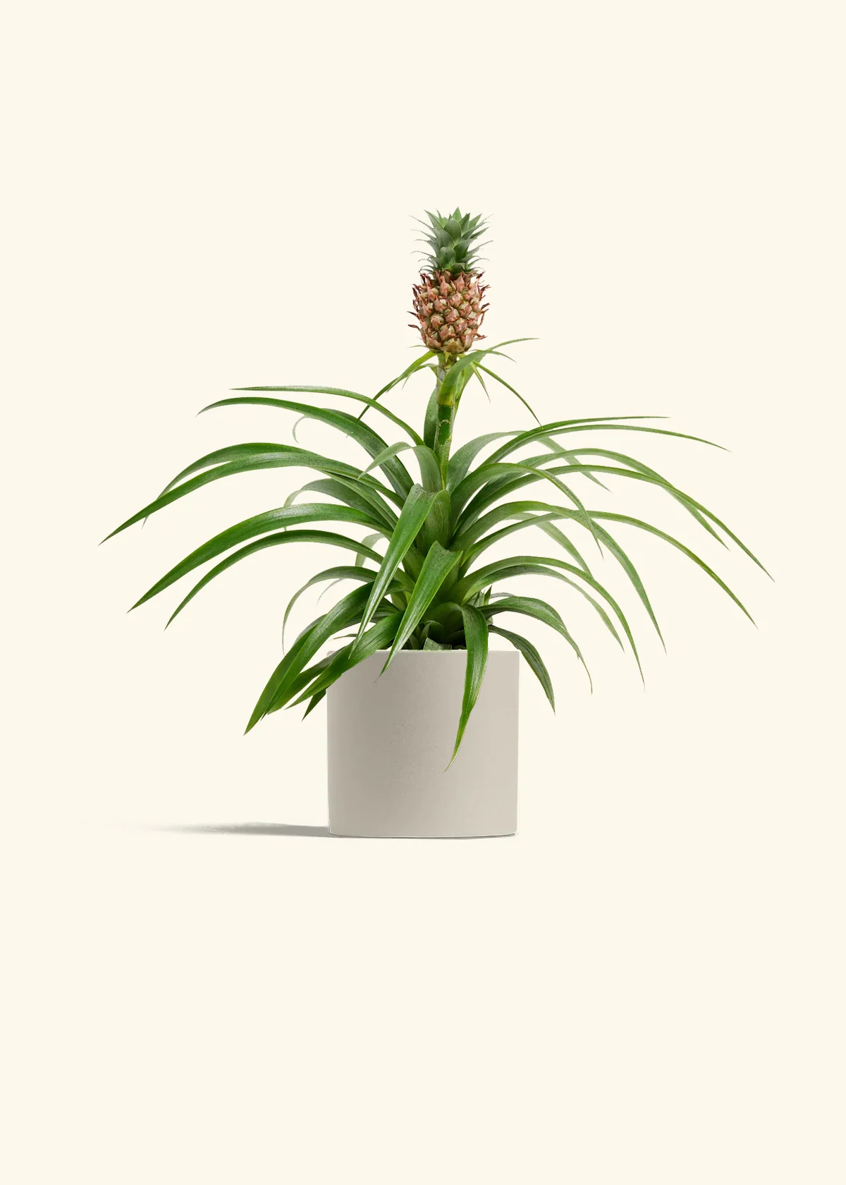 Pineapple Plant, Small - Image 6