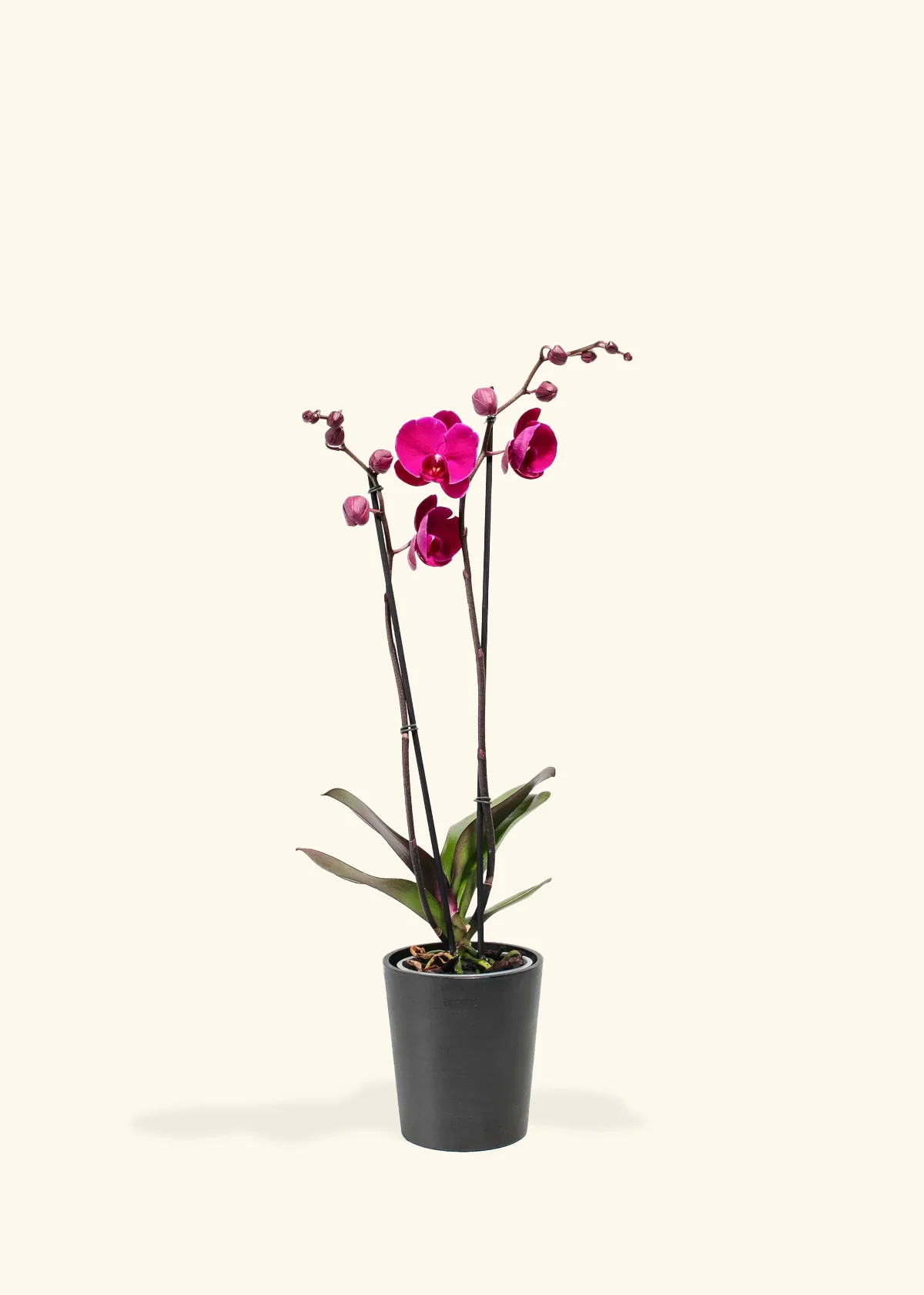 Purple Orchid, Medium - Image 3