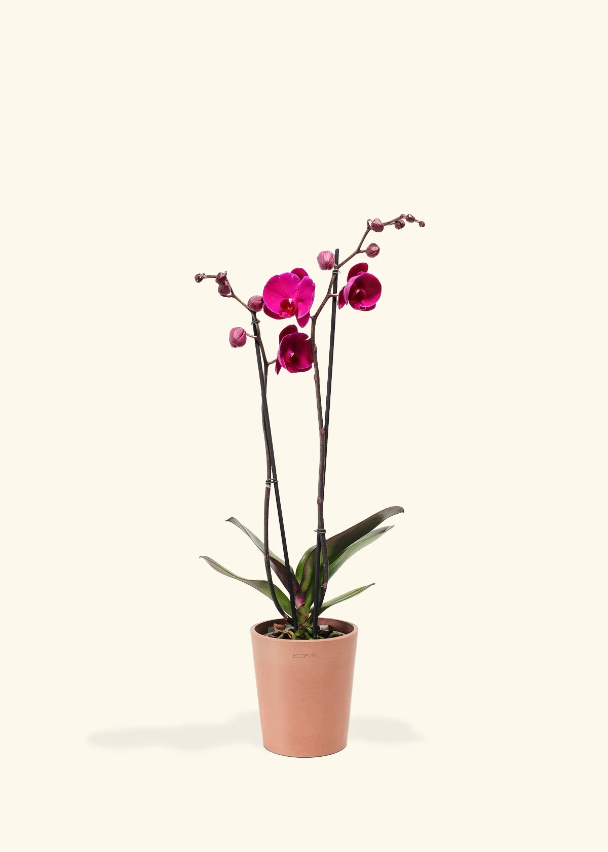 Purple Orchid, Medium - Image 4