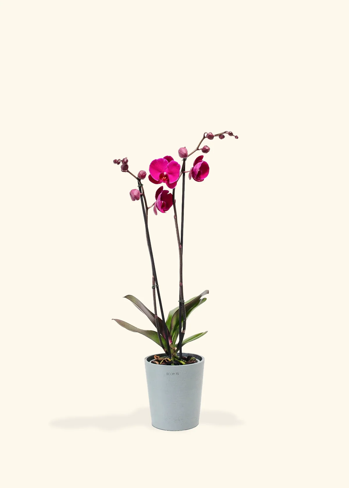 Purple Orchid, Medium - Image 5
