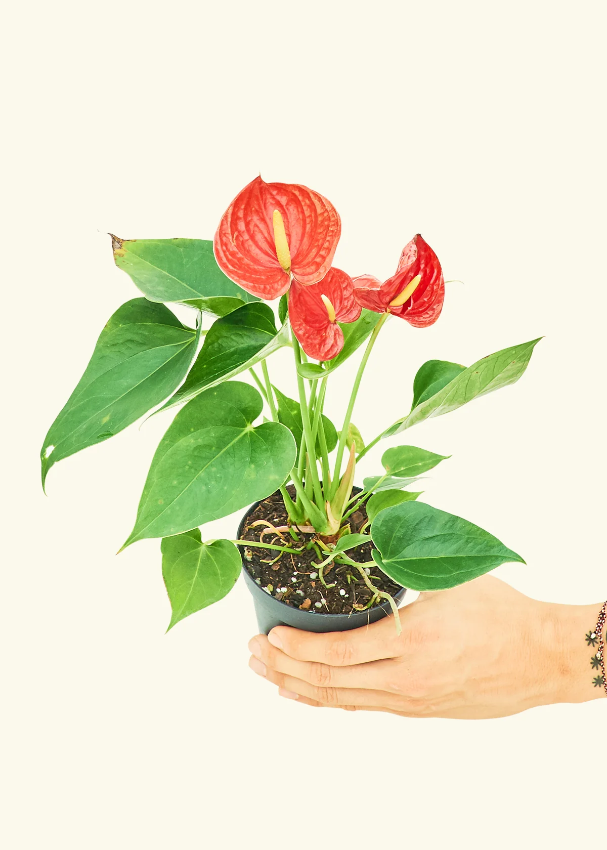 Anthurium 'Red Flamingo', Small - Image 3