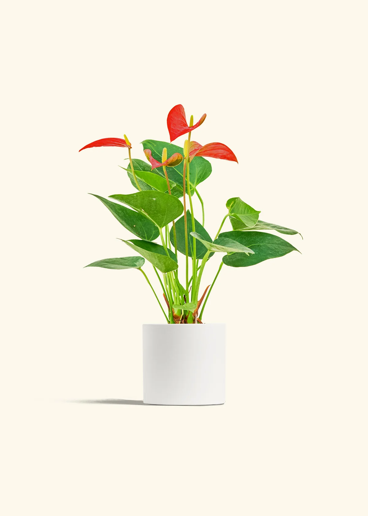 Anthurium 'Red Flamingo', Small - Image 4