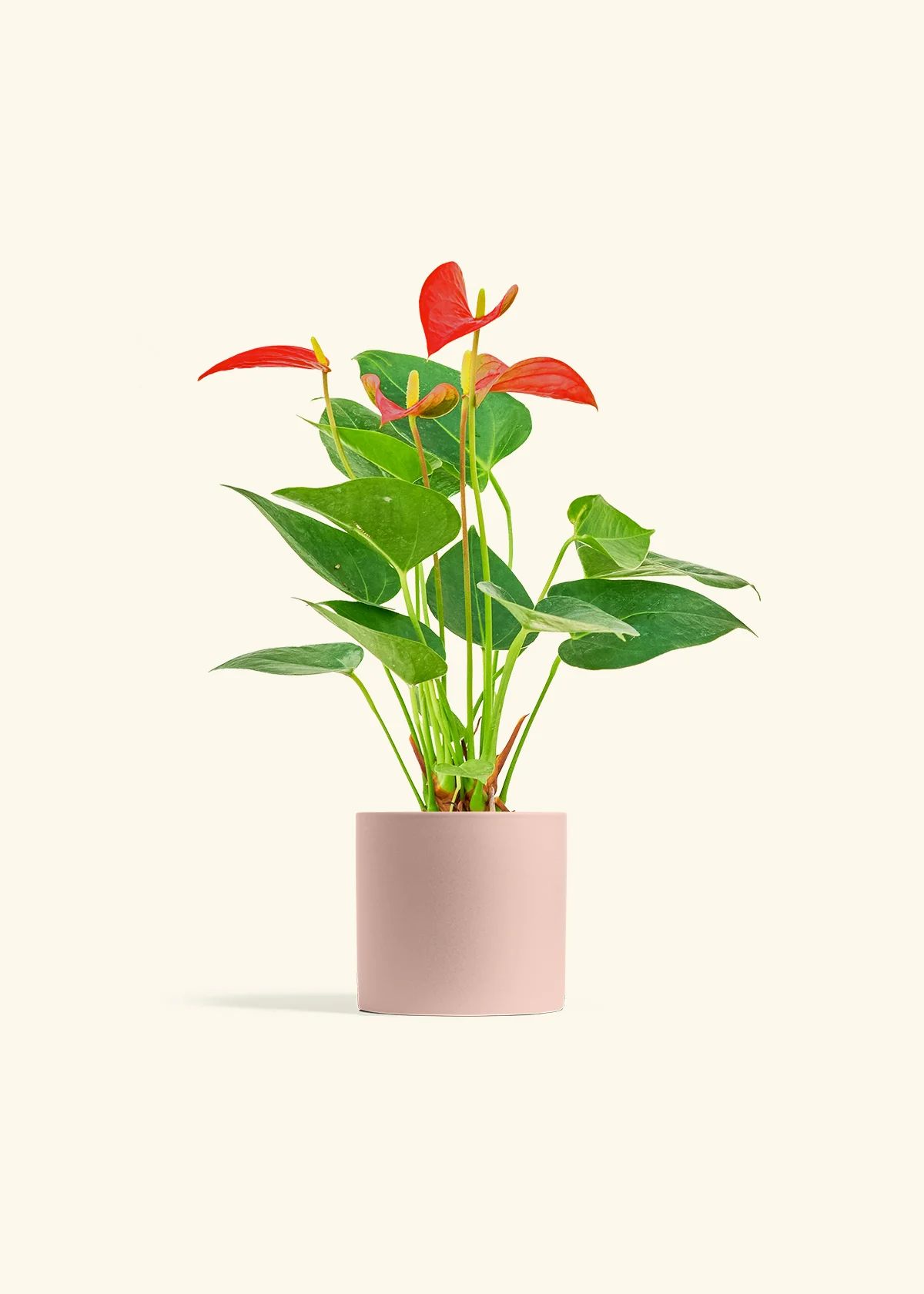 Anthurium 'Red Flamingo', Small - Image 5