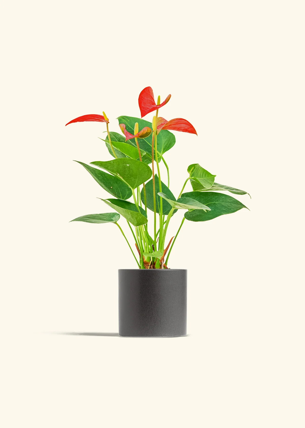 Anthurium 'Red Flamingo', Small - Image 6