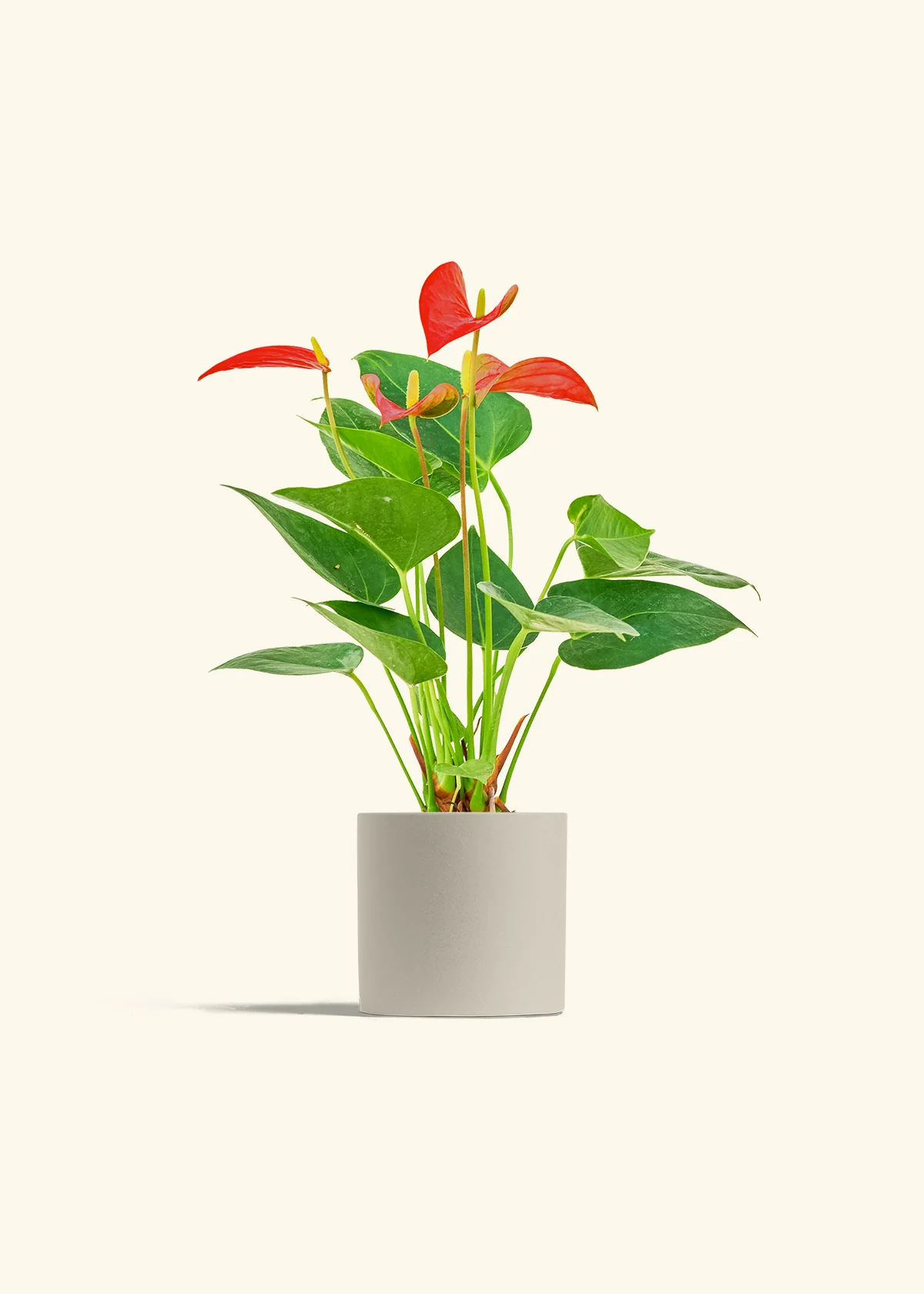 Anthurium 'Red Flamingo', Small - Image 7