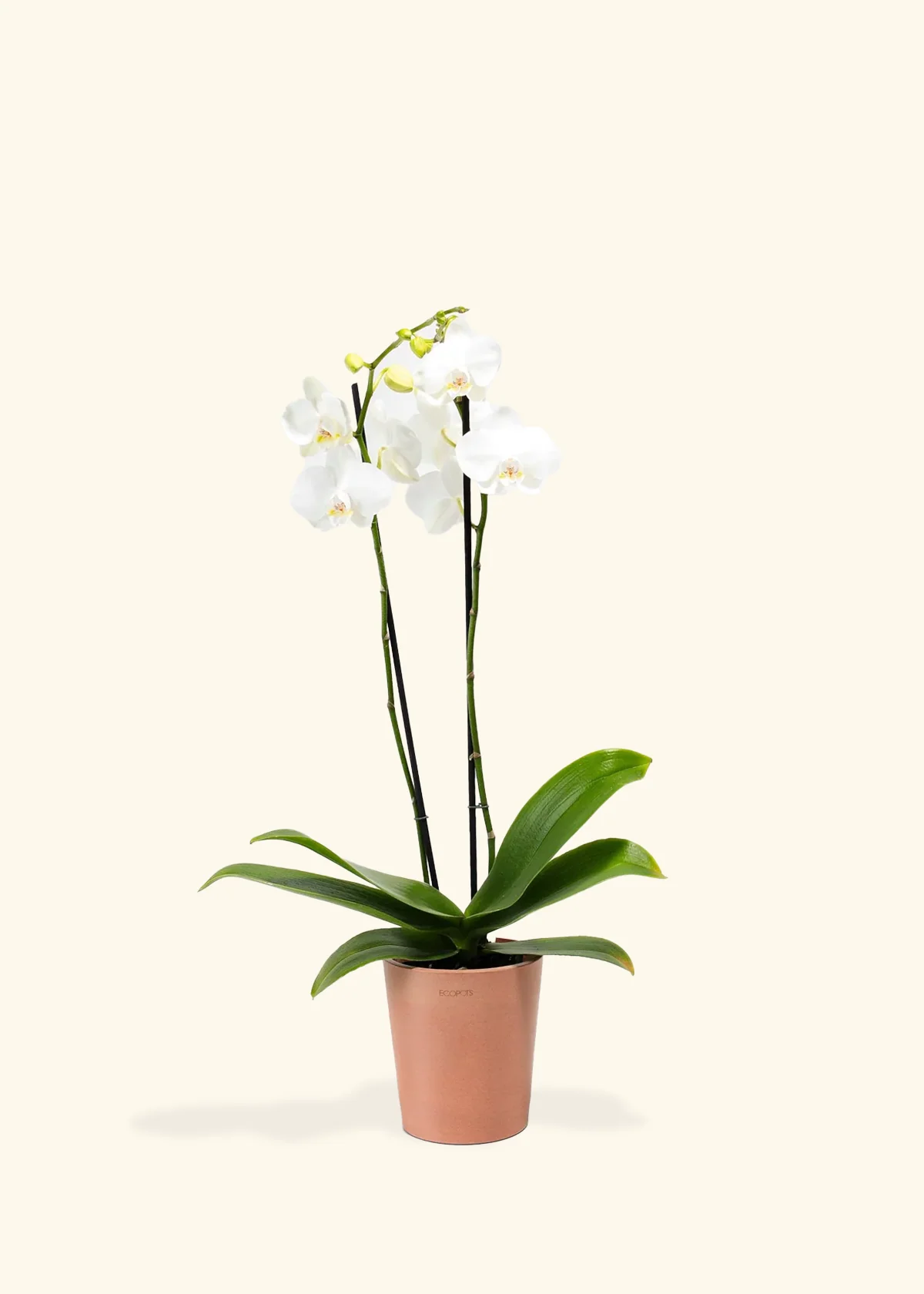 White Orchid, Medium - Image 3