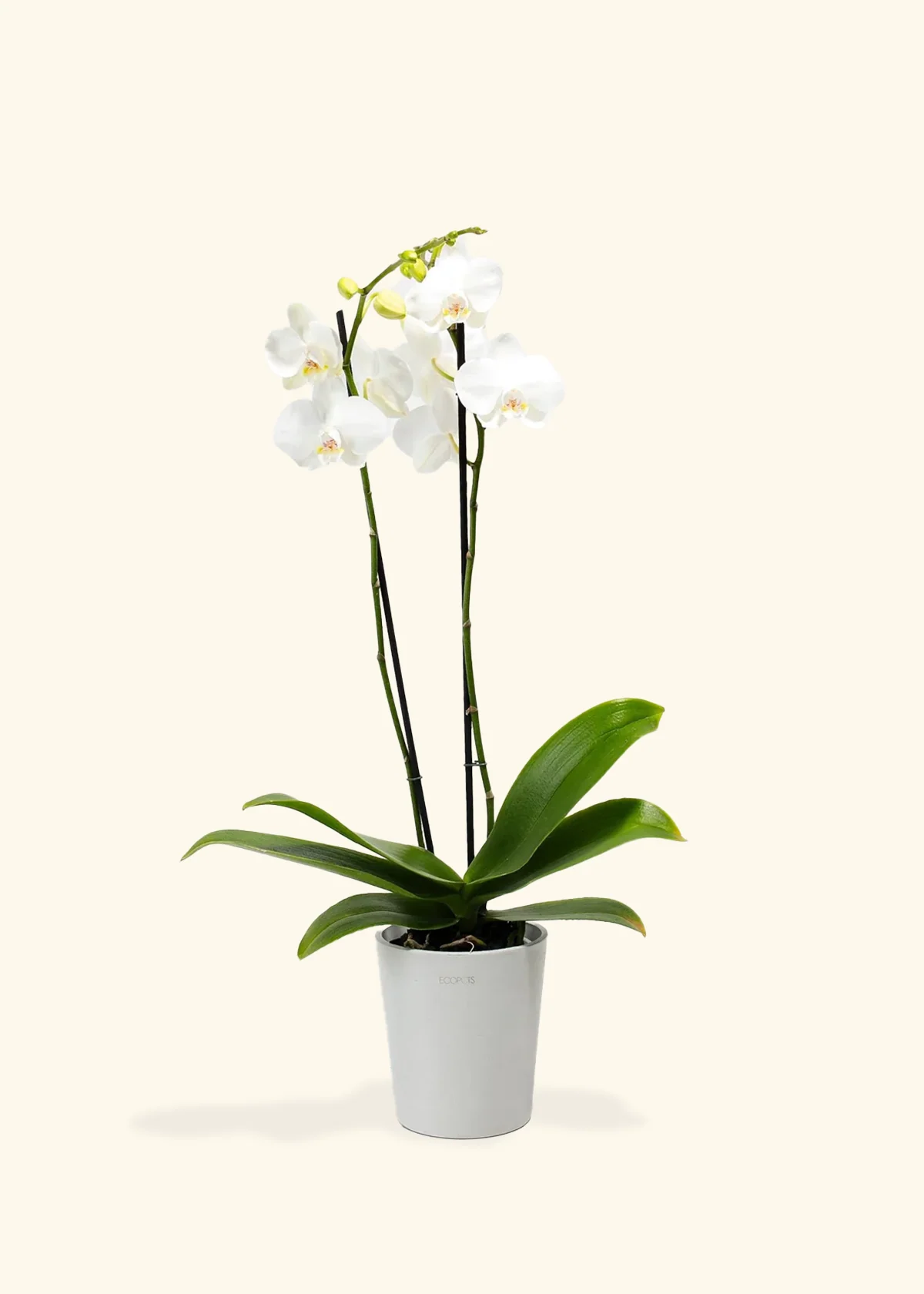 White Orchid, Medium - Image 4