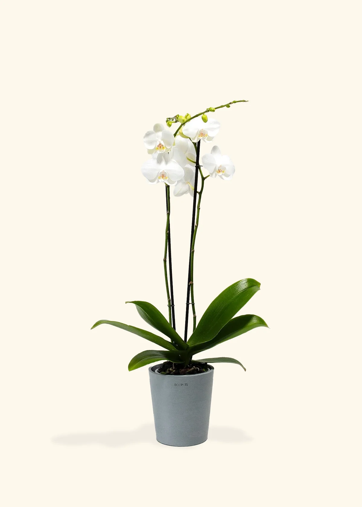 White Orchid, Medium - Image 5