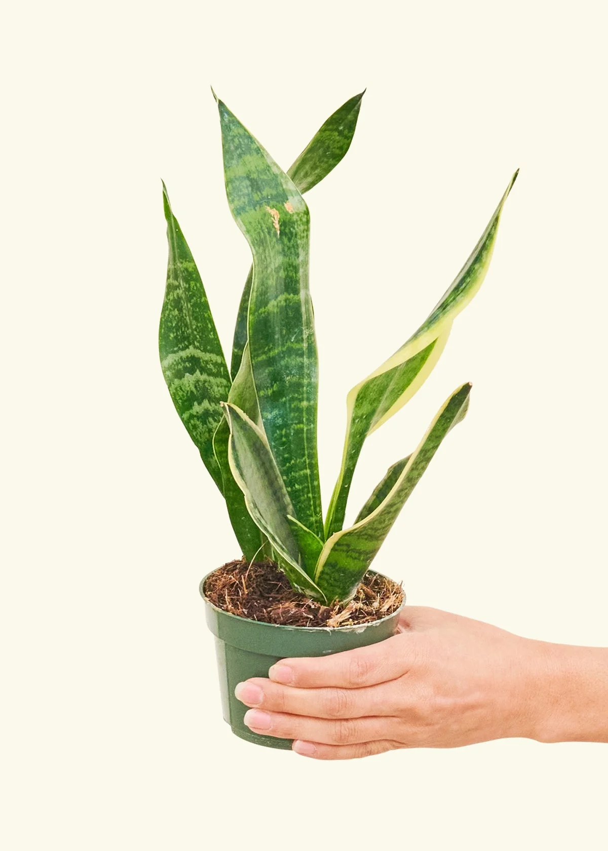 Snake Plant 'Laurentii', Small - Image 3